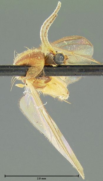 Media type: image;   Entomology 27263 Aspect: habitus lateral view